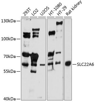 SLC22A6 antibody