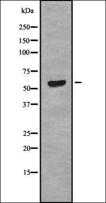 SLC22A6 antibody