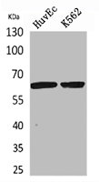 SLC22A6 antibody