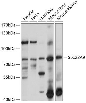 SLC22A9 antibody