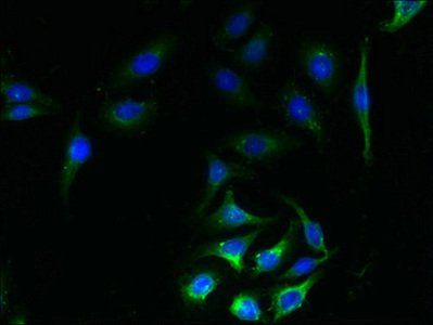 SLC23A1 Antibody