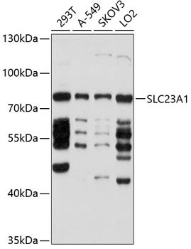 SLC23A1 antibody