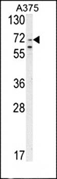 SLC23A2 antibody