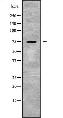 SLC24A2 antibody