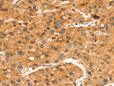 SLC24A4 Antibody