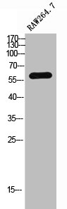 SLC24A4 antibody