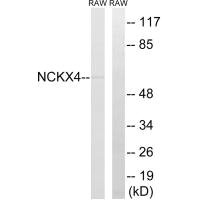 SLC24A4 Antibody