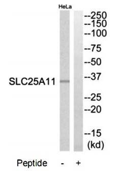 SLC25A11 antibody