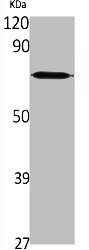 SLC25A12 antibody