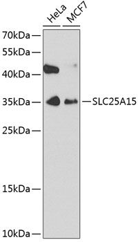 SLC25A15 antibody