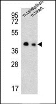SLC25A19 antibody
