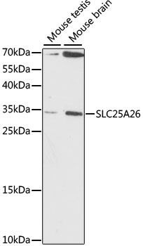 SLC25A26 antibody