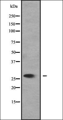 SLC25A27 antibody