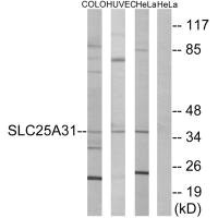 SLC25A31 antibody