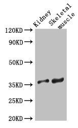 SLC25A32 Antibody