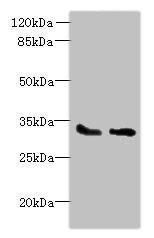 SLC25A36 antibody