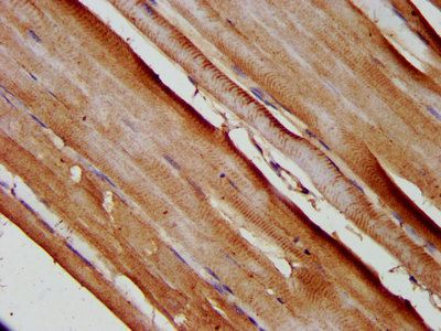 SLC25A37 Antibody