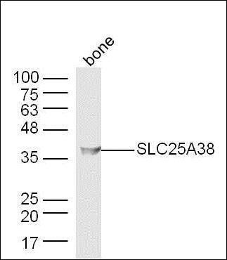 SLC25A38 antibody
