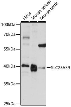 SLC25A39 antibody