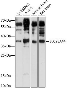 SLC25A44 antibody