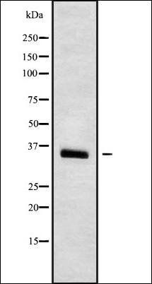 SLC25A5 antibody
