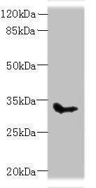 SLC25A51 antibody