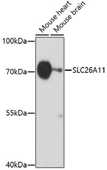 SLC26A11 antibody