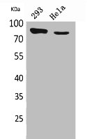SLC26A3 Antibody