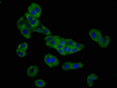 SLC26A4 Antibody
