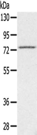 SLC26A5 Antibody