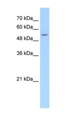 SLC26A8 antibody