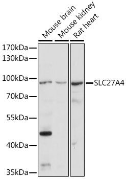 SLC27A4 antibody