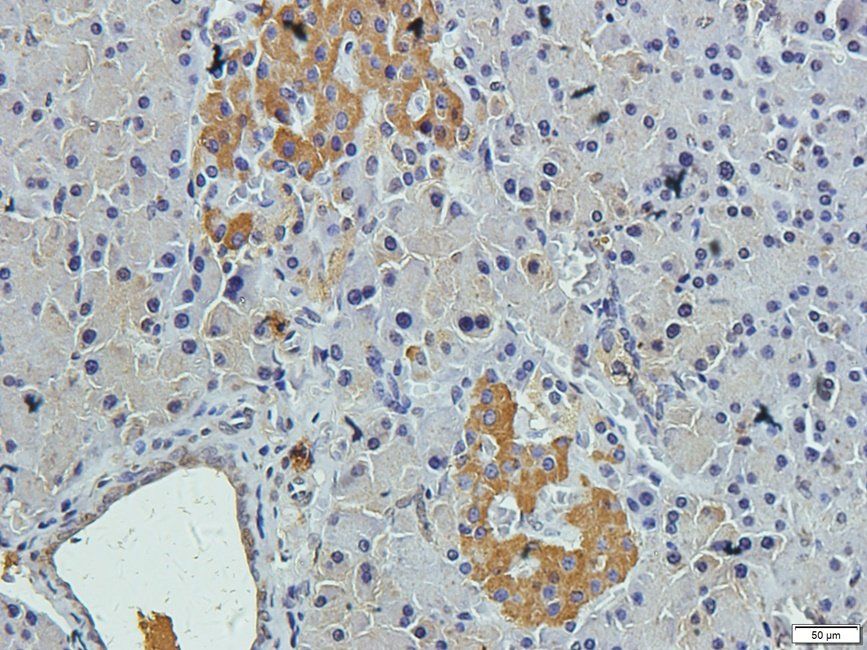 Slc28a3 Rabbit Polyclonal Antibody