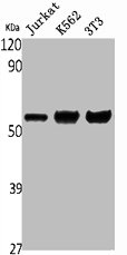 SLC29A1 antibody