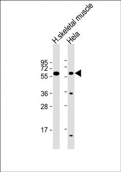 SLC29A2 antibody