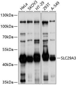 SLC29A3 antibody
