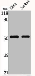 SLC2A1 antibody