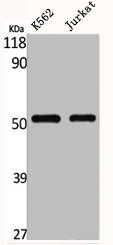 SLC2A1 Antibody