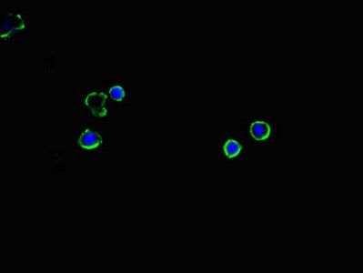 SLC2A2 antibody