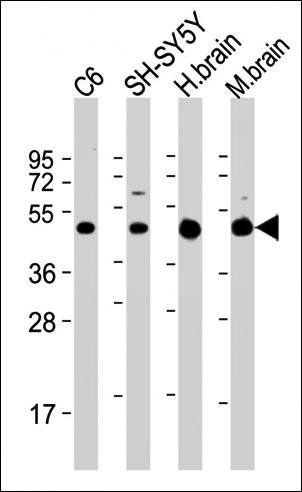 SLC2A3 antibody