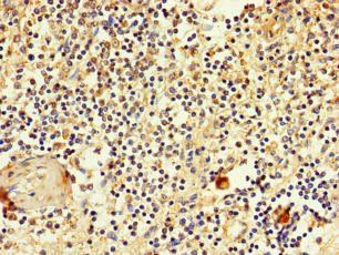 SLC2A3 Antibody