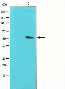 SLC2A3 Antibody