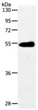 SLC2A3 Antibody