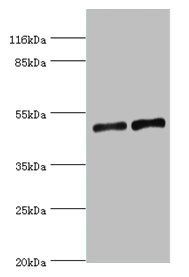 SLC2A4 antibody