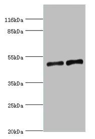 SLC2A4 Antibody