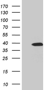 SLC2A4RG antibody