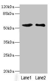SLC30A1 antibody
