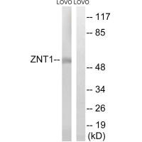 SLC30A1 antibody