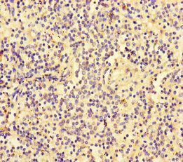 SLC30A10 Antibody