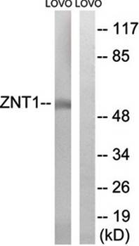 SLC30A1 antibody